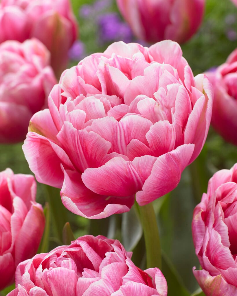 tulip 'Aveyron'