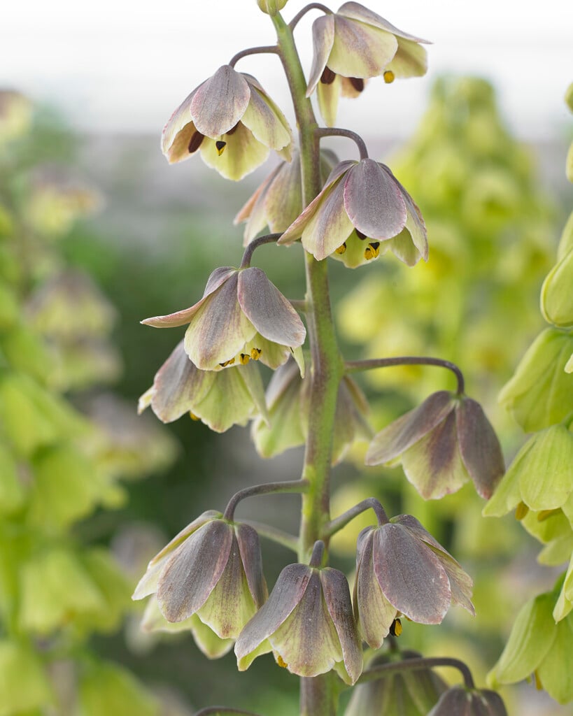 Persian lily 'Green Dreams'