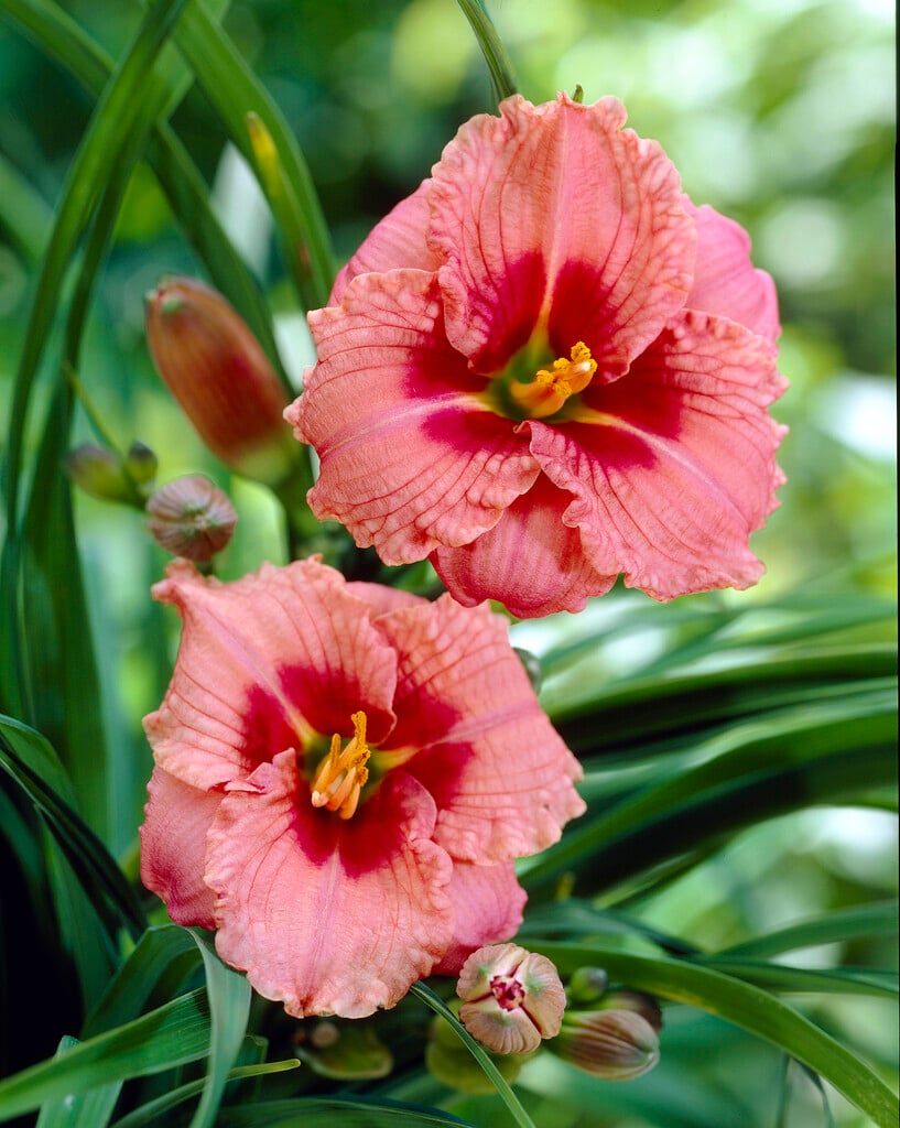 daylily 'Siloam Ribbon Candy'