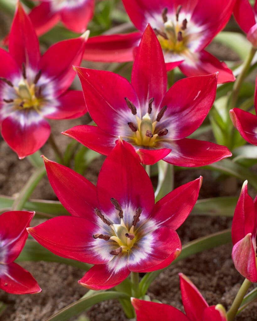 tulip 'Tiny Timo'