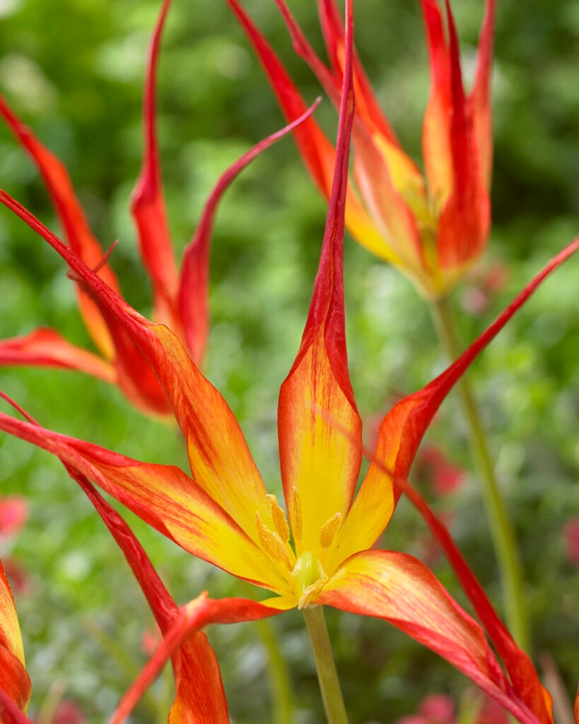 horned tulip