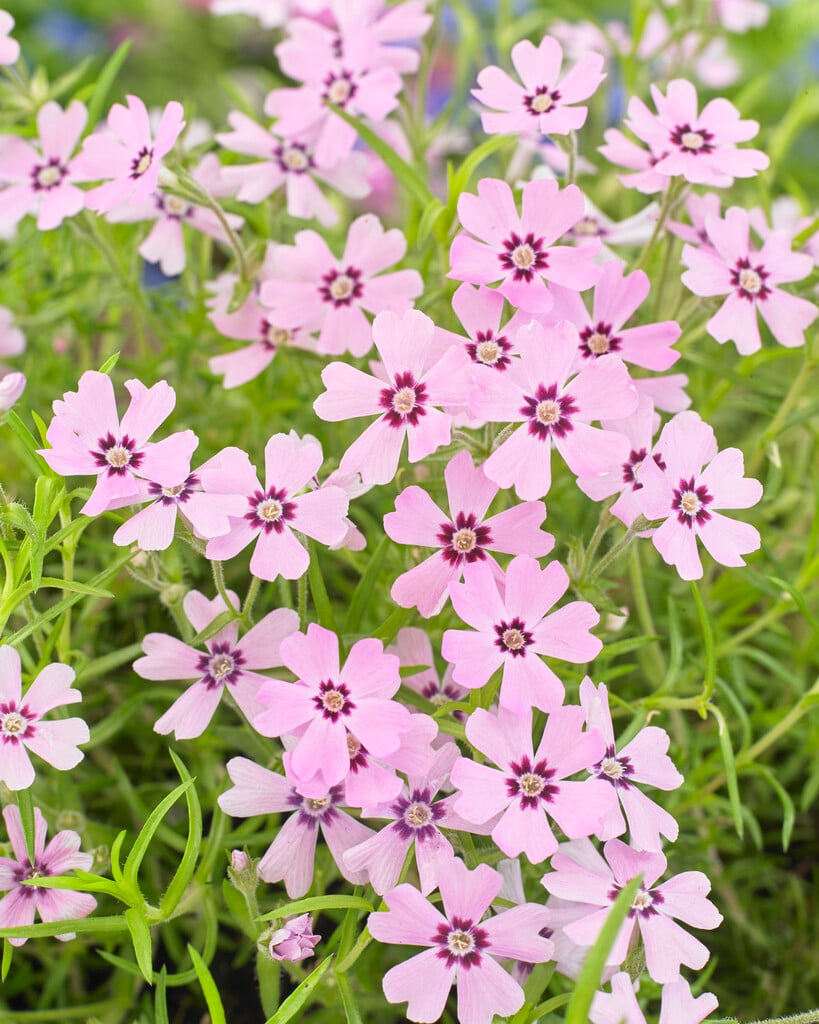 Kelsey's phlox 'Rosette'
