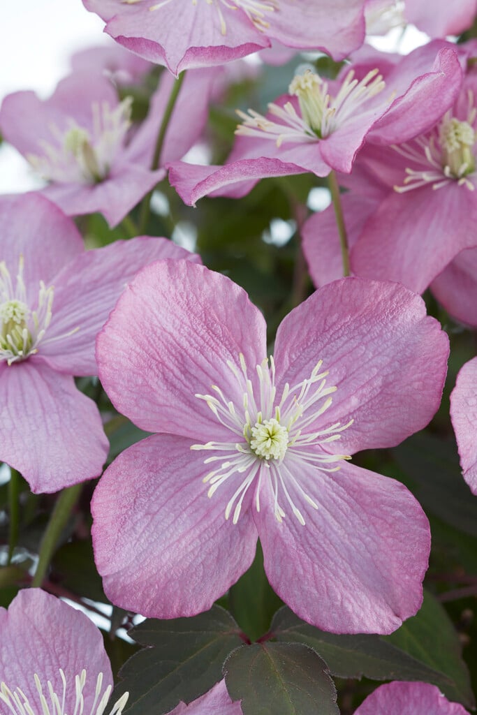 clematis 'Van Gogh'