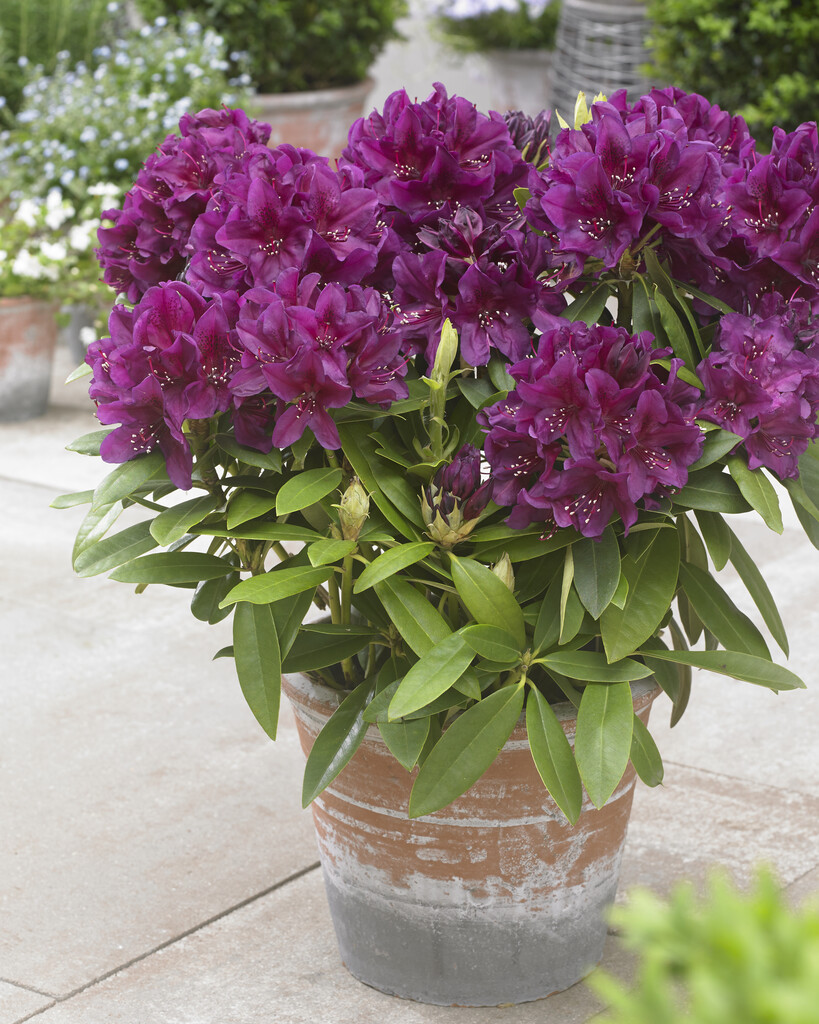 rhododendron 'Polarnacht'