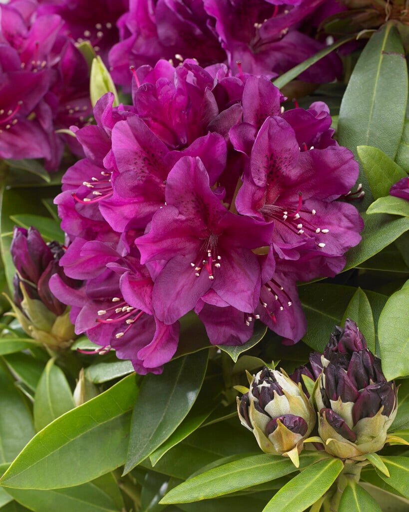 rhododendron 'Polarnacht'