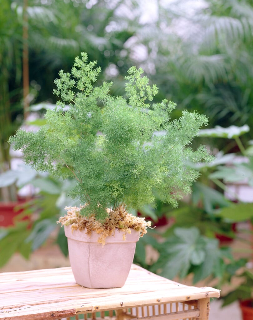 <i>Asparagus</i> <i>umbellatus</i>