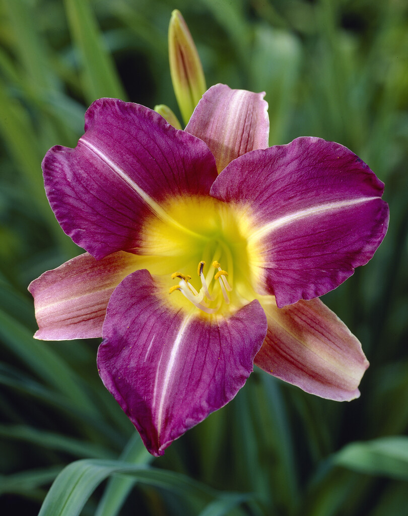 daylily 'Blue Sheen'