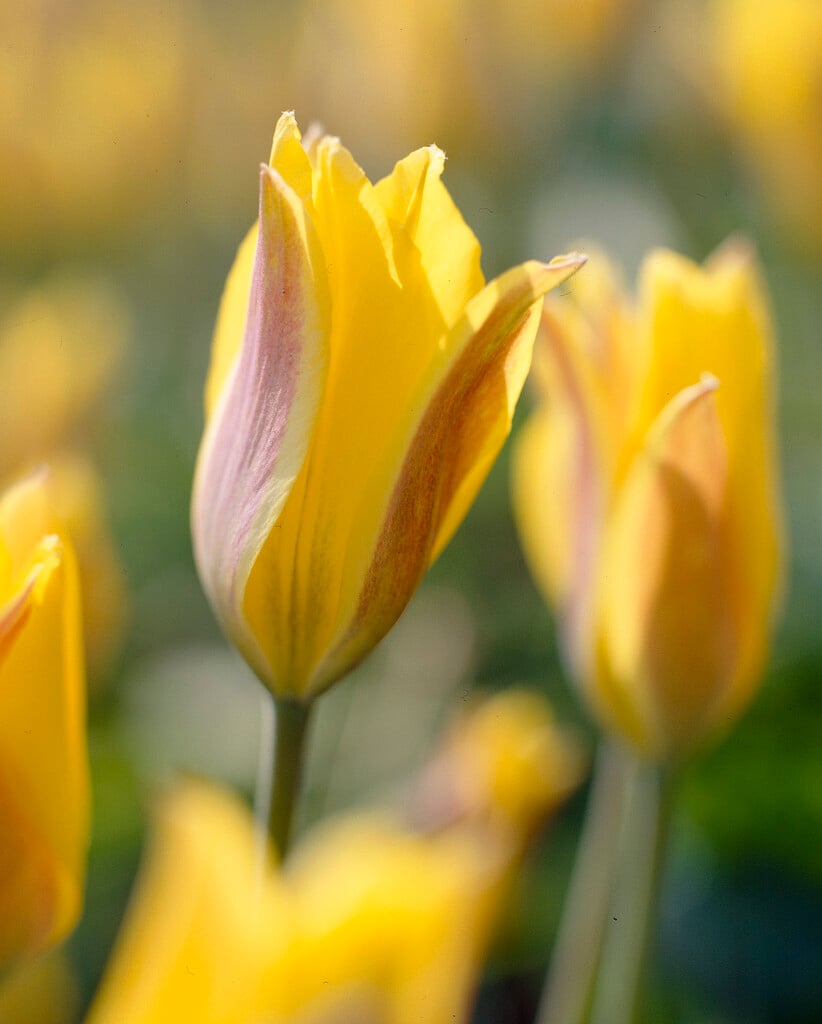 cowslip-scented tulip
