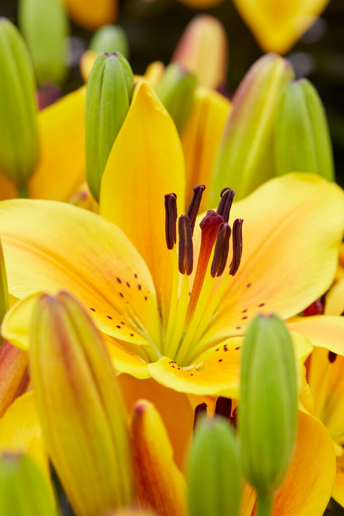 lily 'Golden Joy'