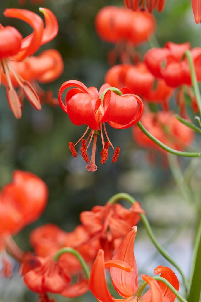 coral lily