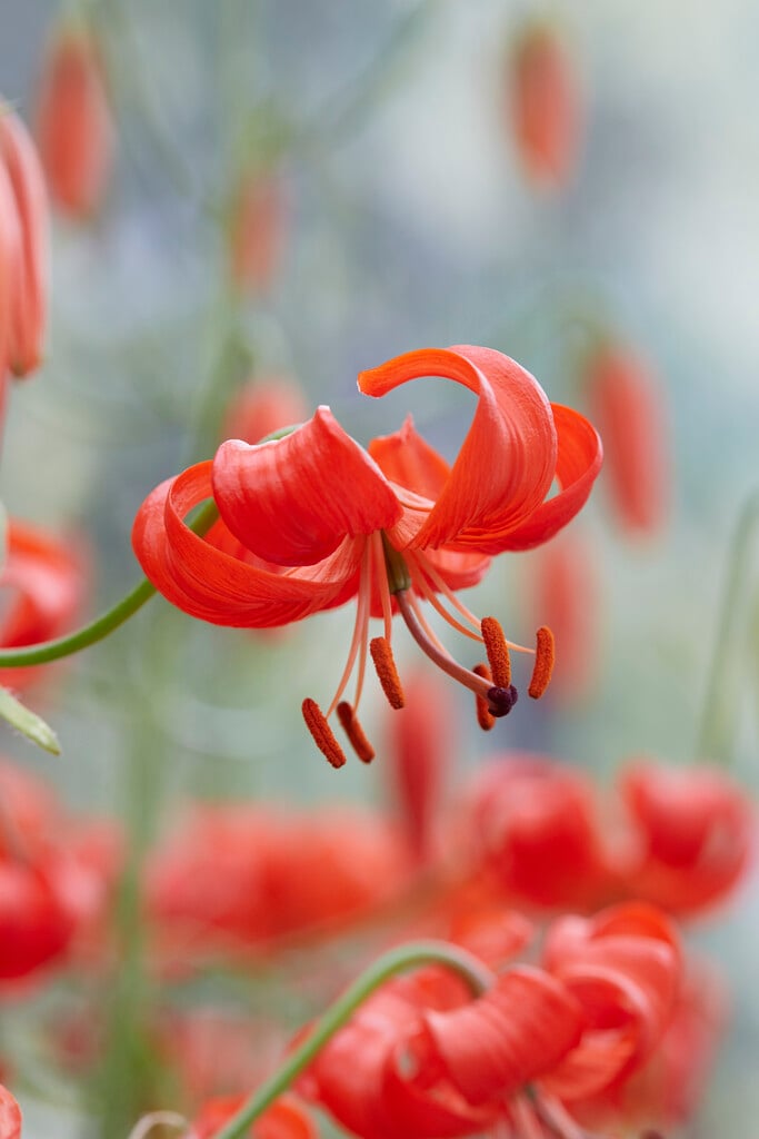 coral lily
