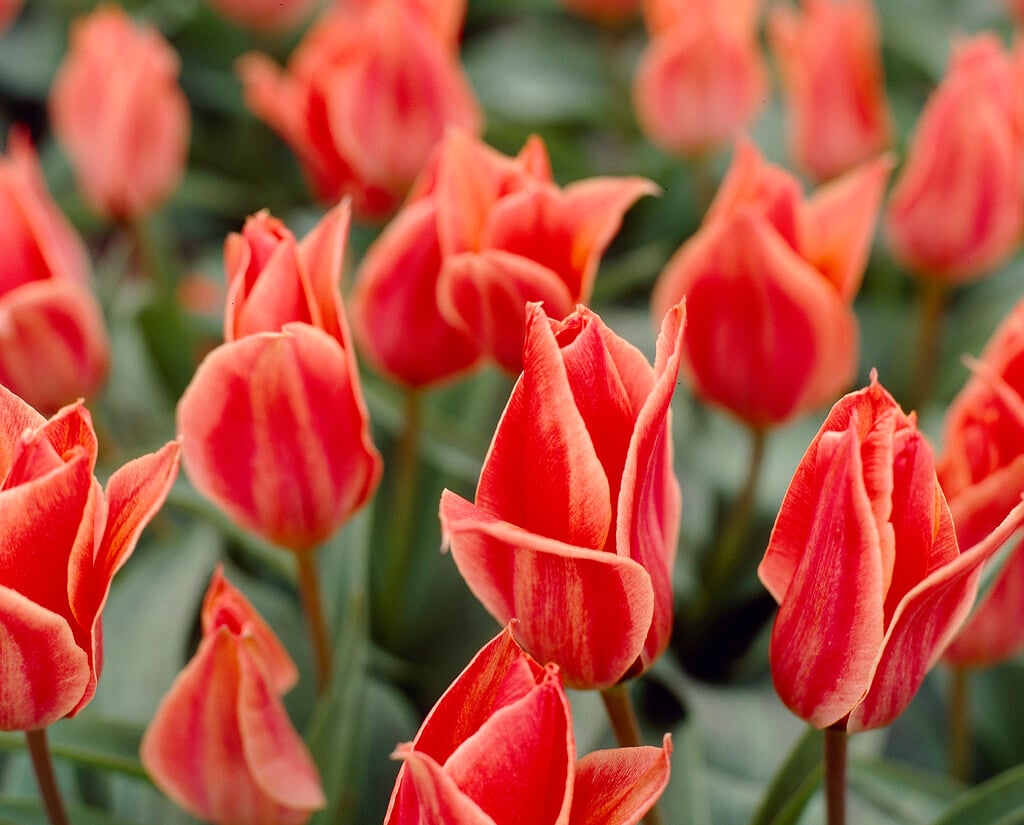 <i>Tulipa</i> 'Rockery Master' (14)