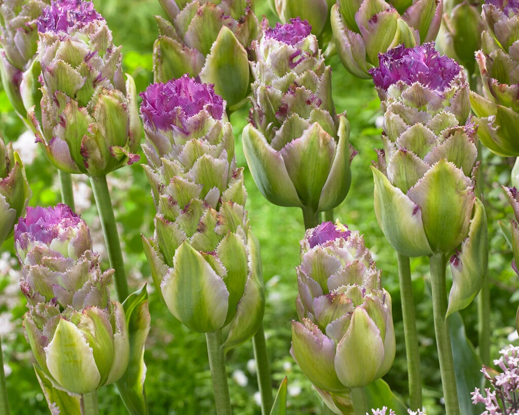 tulip 'Purple Tower'
