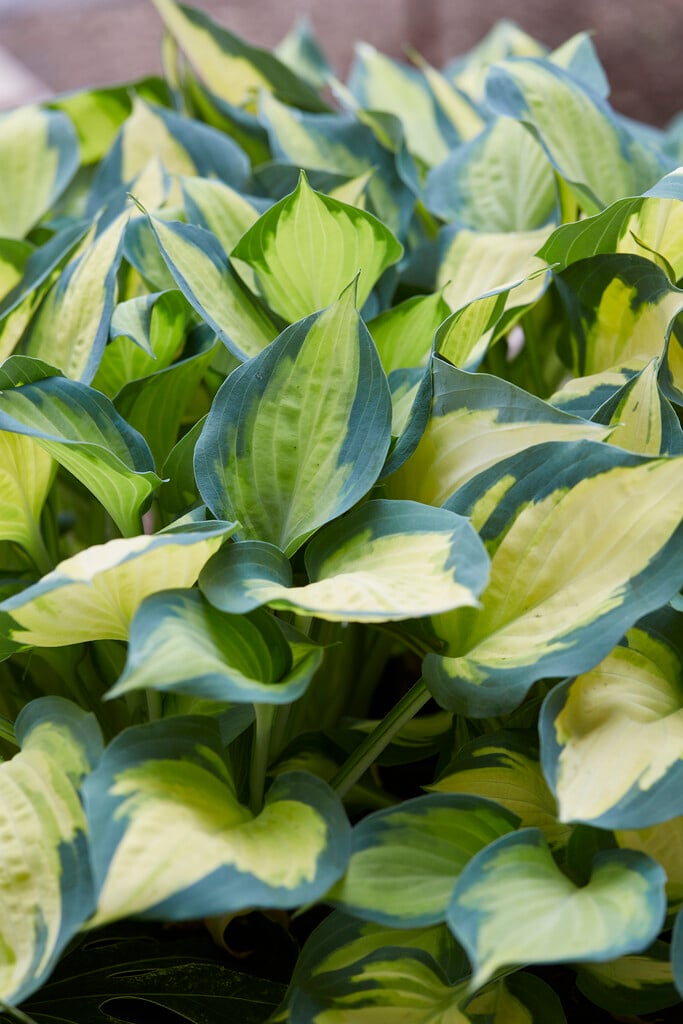 plantain lily 'Forbidden Fruit'