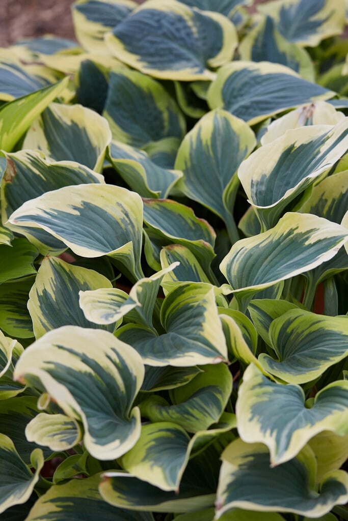 plantain lily 'Ivory Coast'