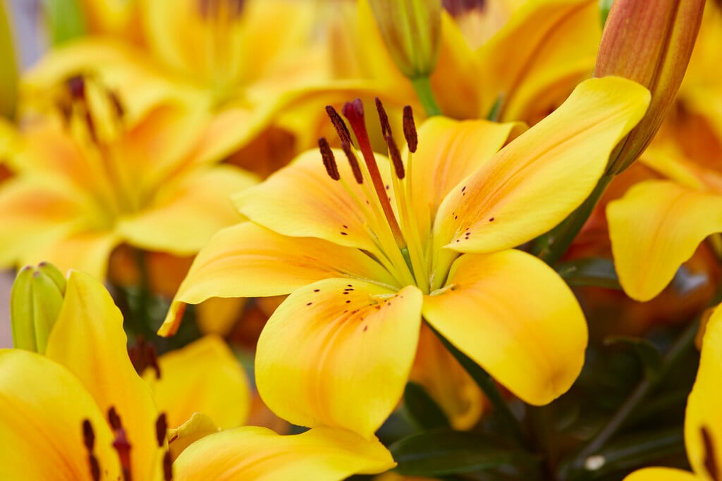 lily 'Golden Joy'