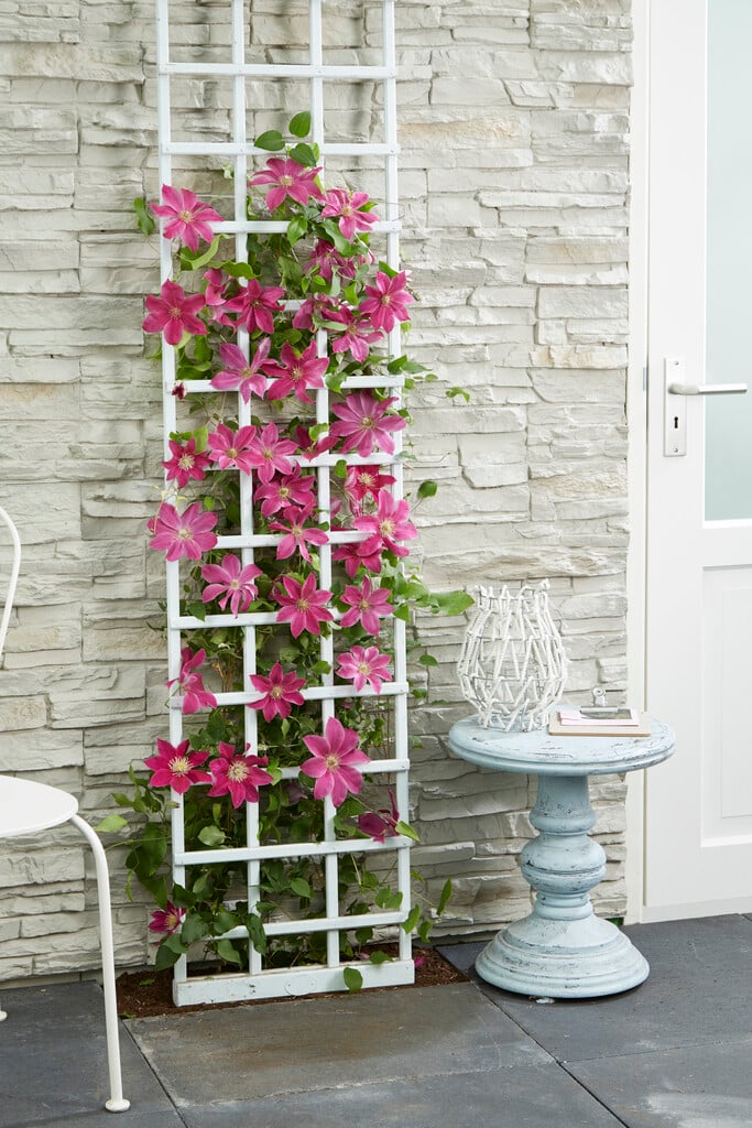 clematis [Acropolis]