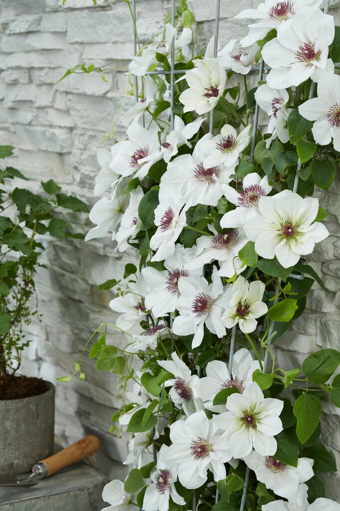 clematis [Ninon]