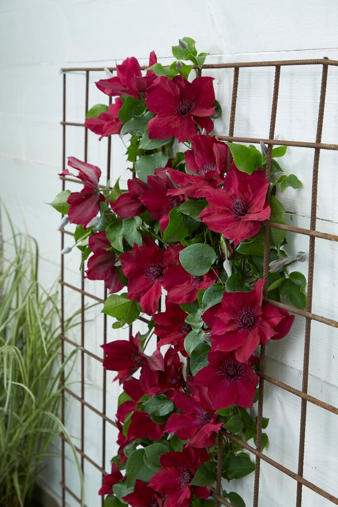 clematis [Nubia]