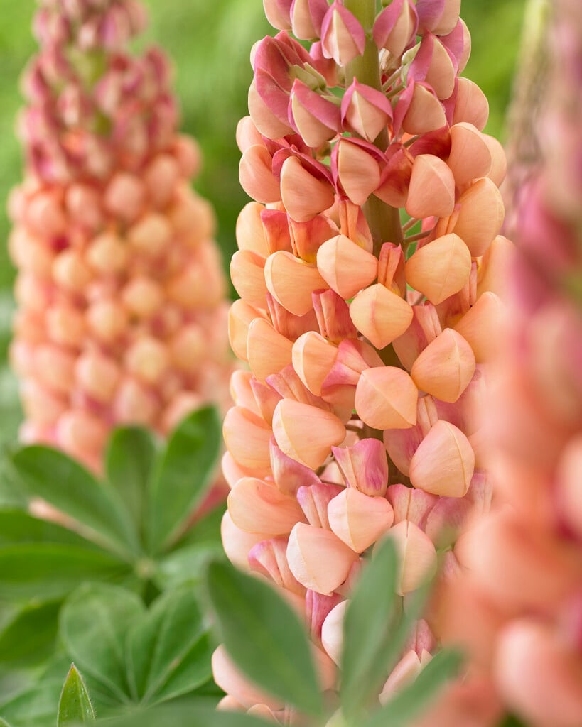 lupin 'Salmon Star'