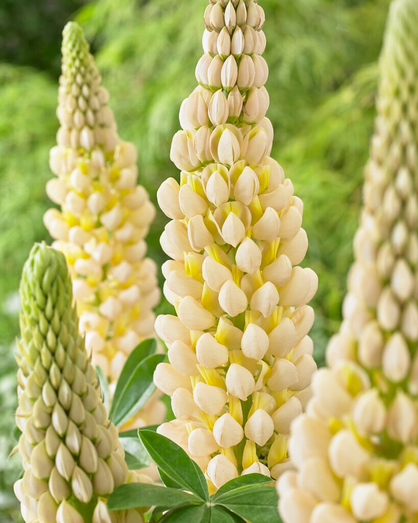 lupin 'Cashmere Cream'