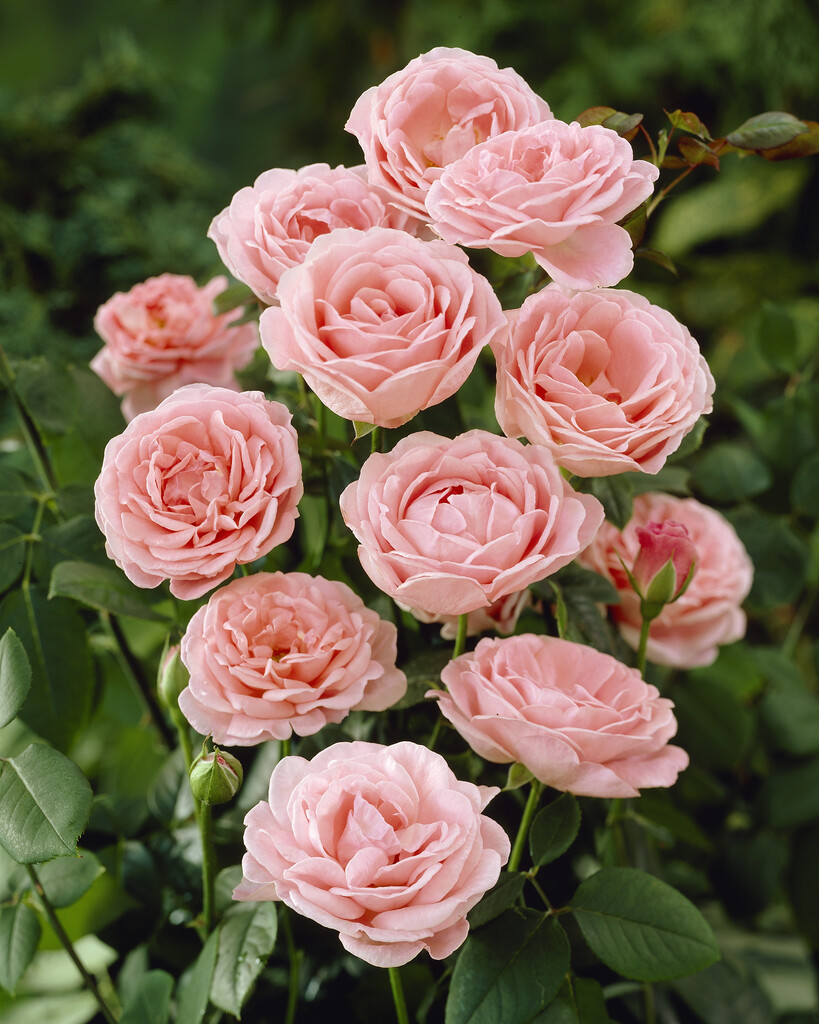 rose 'Dearest'