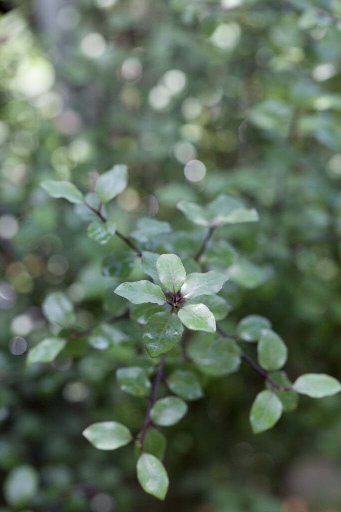 <i>Pittosporum</i> <i>tenuifolium</i> 'Green Elf'