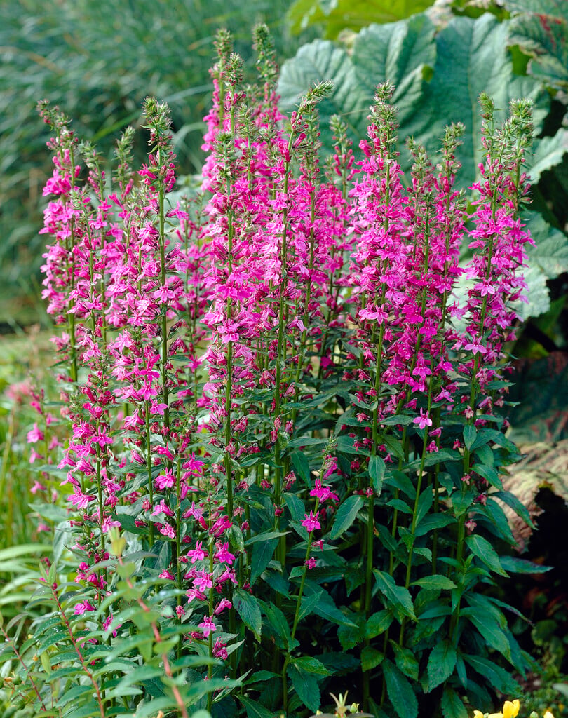 lobelia 'Pink Flamingo'