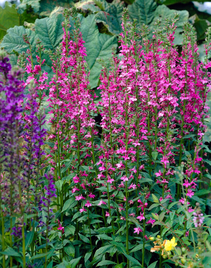 lobelia 'Pink Flamingo'