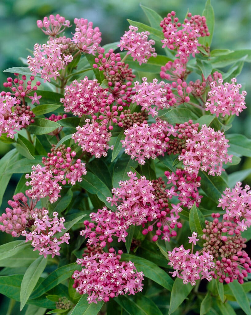 <i>Asclepias</i> 'Cinderella'
