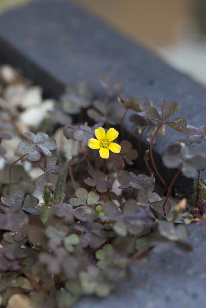 <i>Oxalis</i> <i>corniculata</i> var. <i>atropurpurea</i>