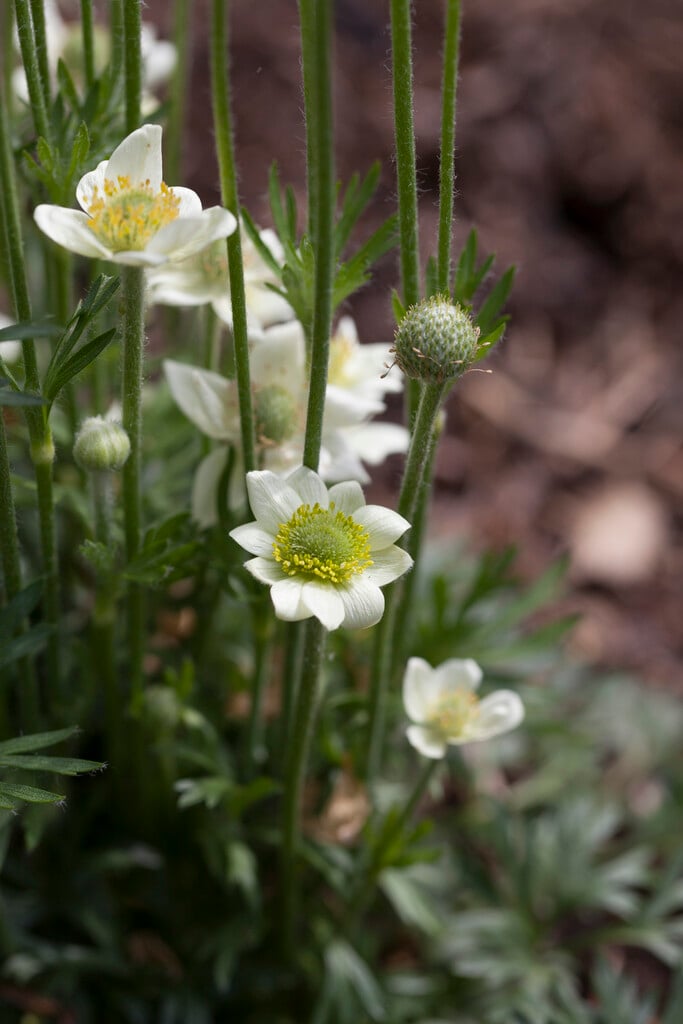 Anemone multifida &Major& | Rocky mountain windflower &Major ...