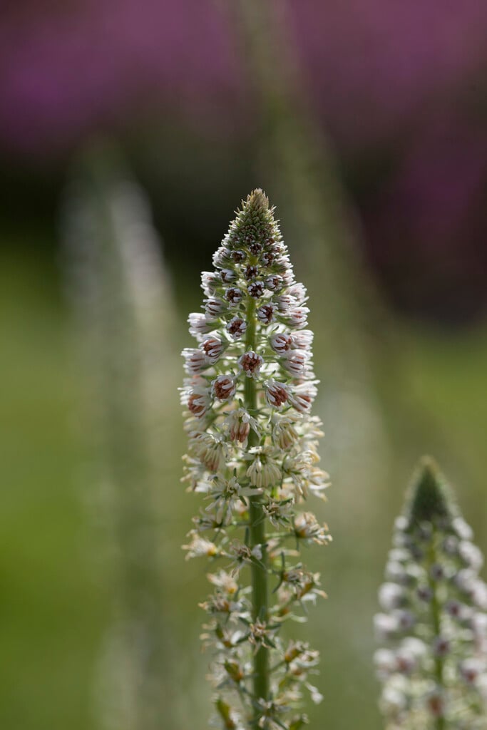 white mignonette