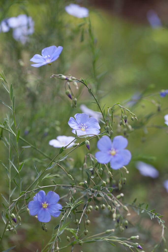 blue flax