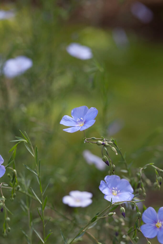 blue flax