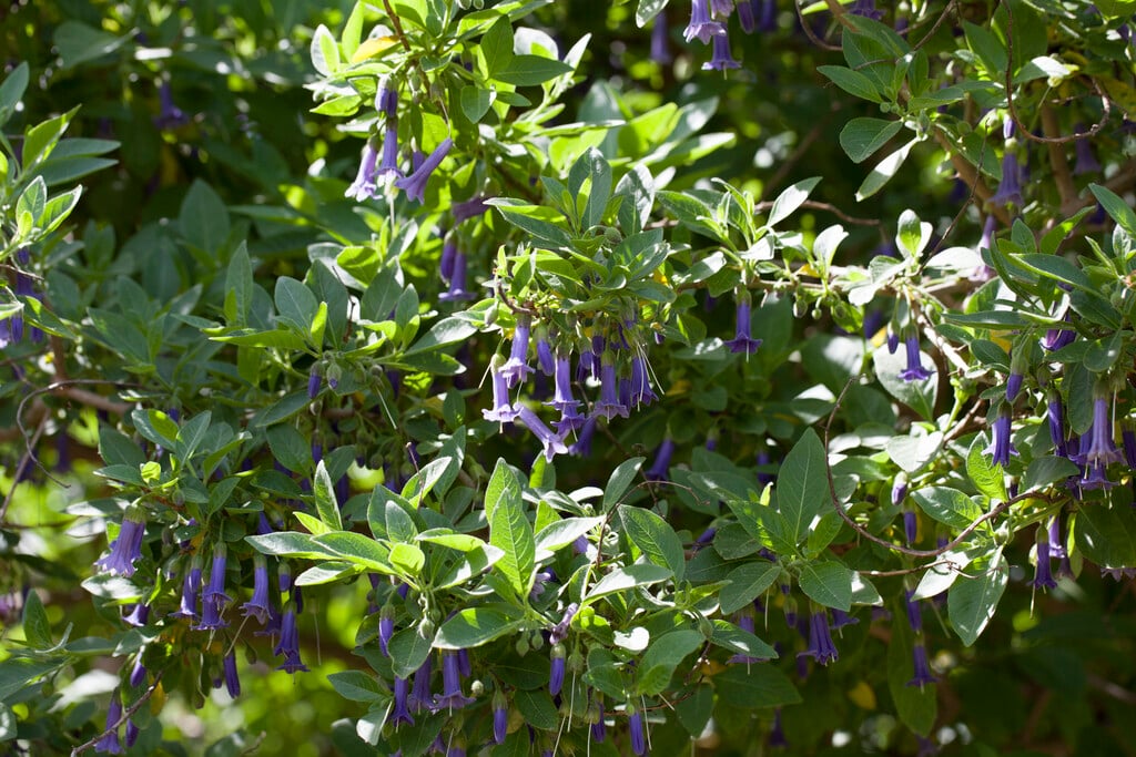 mini angel's trumpet