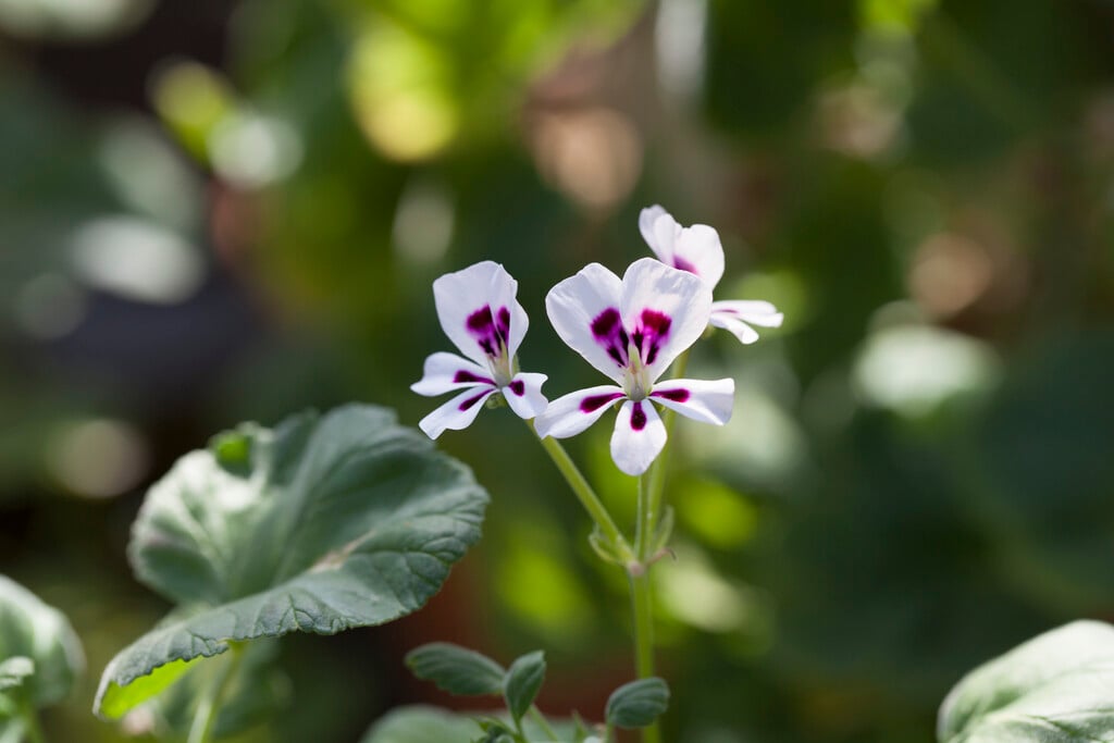 cactus geranium