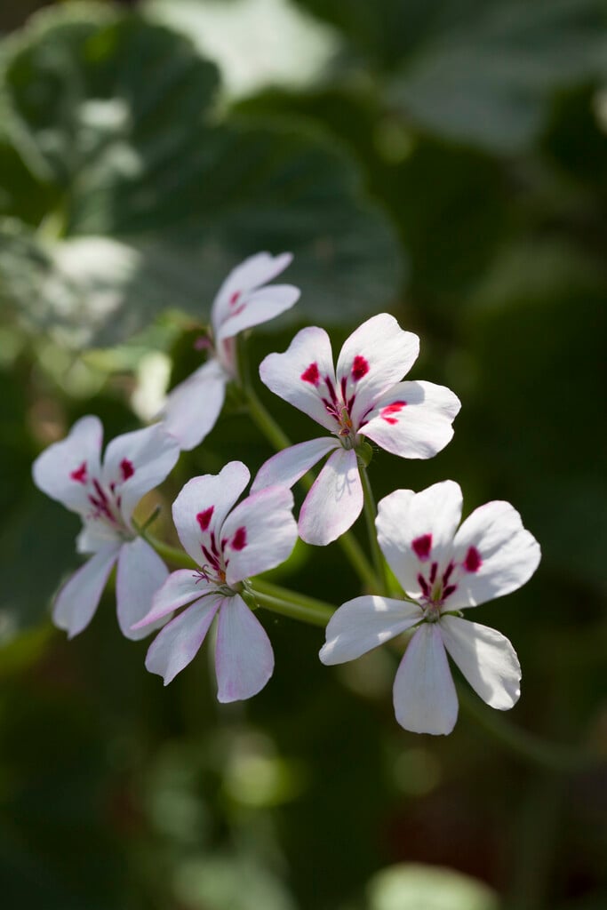 geranium 'Album'