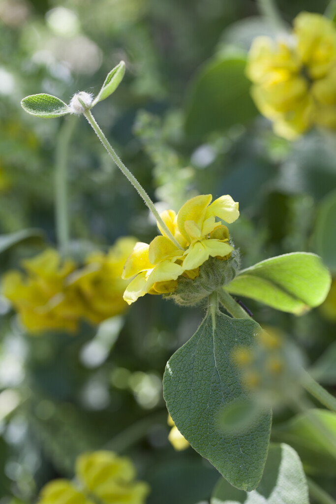 <i>Stachys</i> <i>citrina</i>