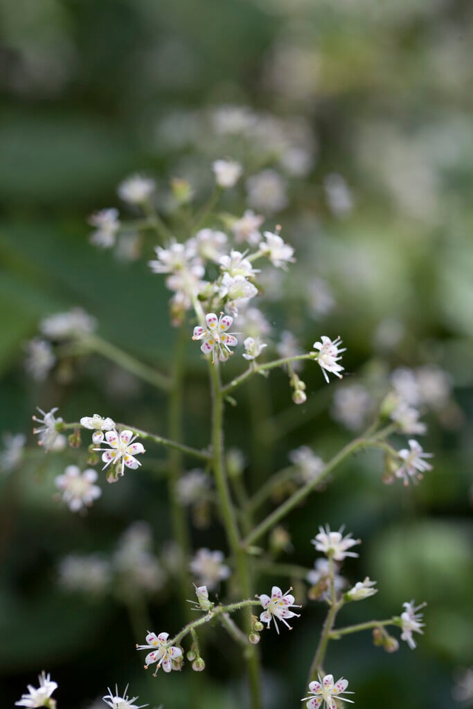 hairy saxifrage
