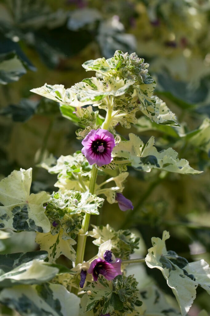 tree mallow 'Variegata'