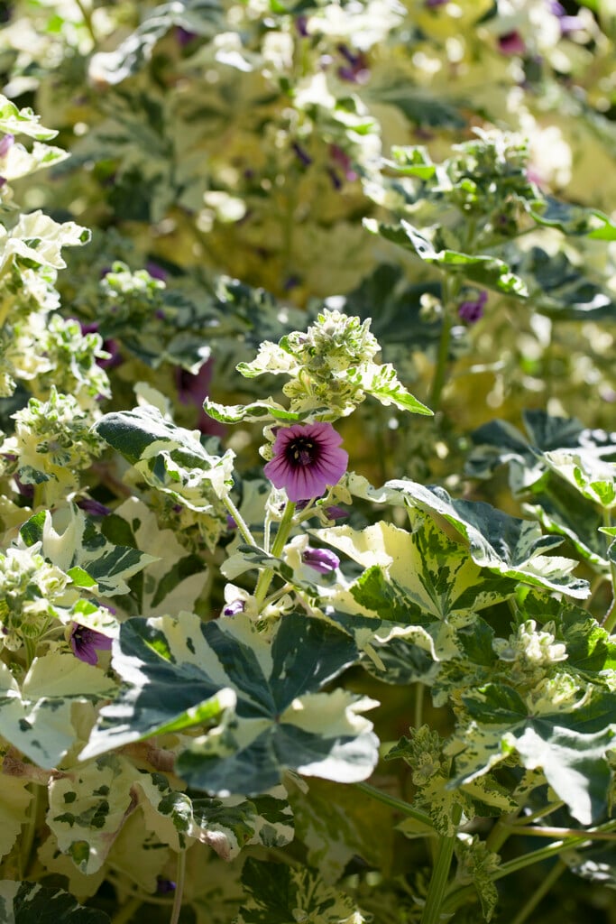 tree mallow 'Variegata'