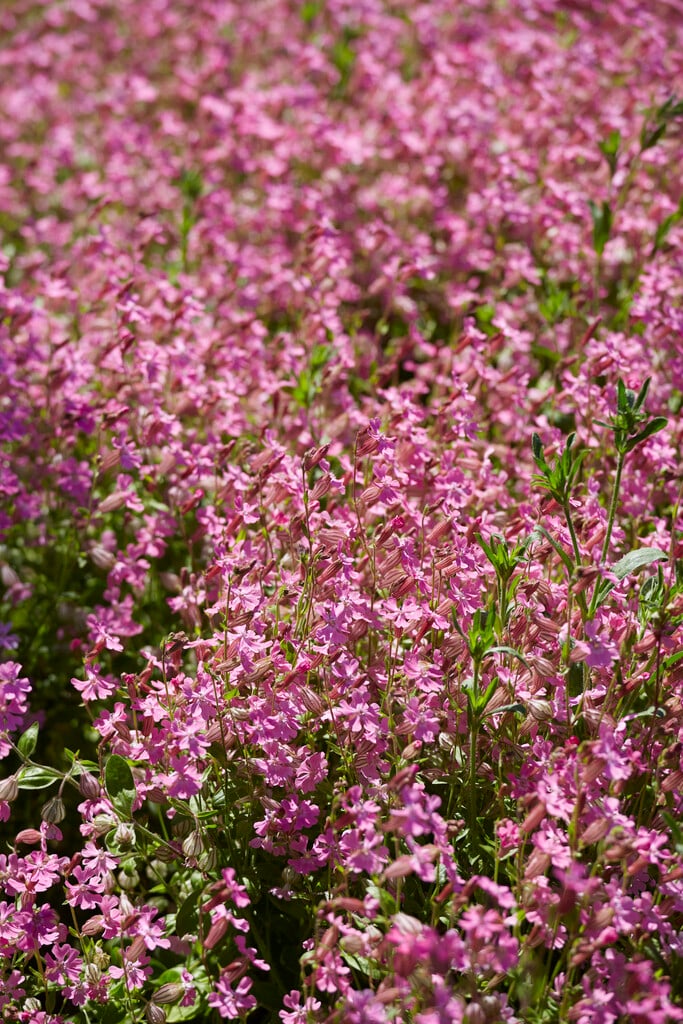 nodding catchfly