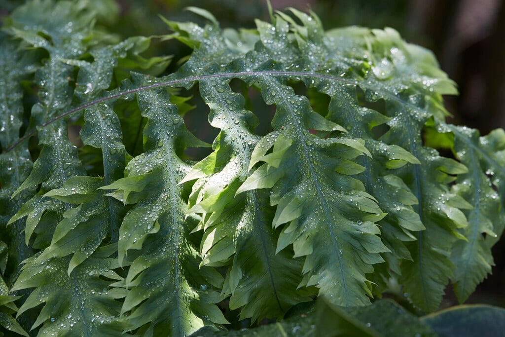 golden polypody 'Mandaianum'