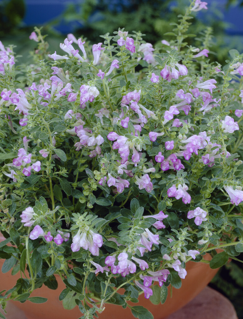 <i>Scutellaria</i> <i>pontica</i>