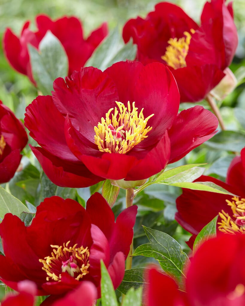 peony 'Scarlet Heaven'