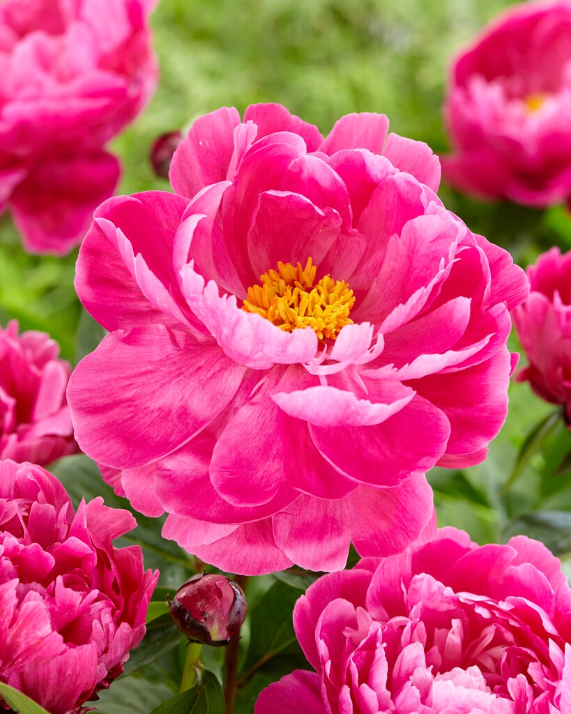 peony [Red Sarah Bernhardt]