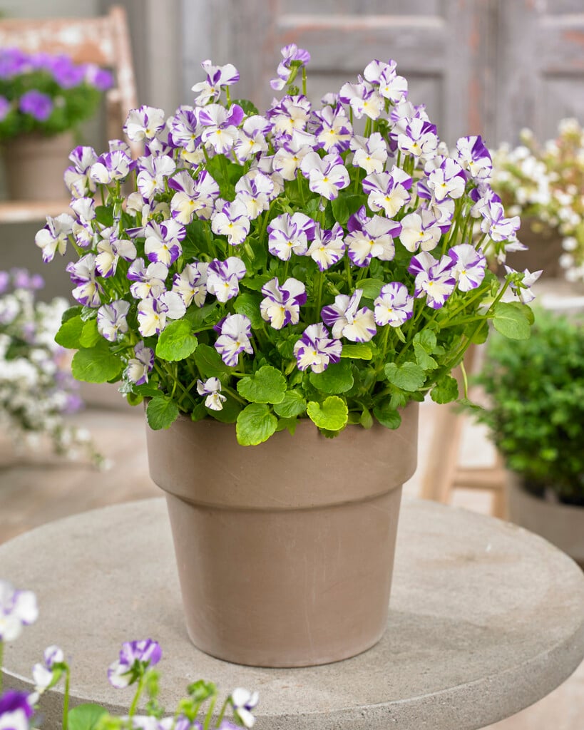 viola 'Rebecca Cawthorne'