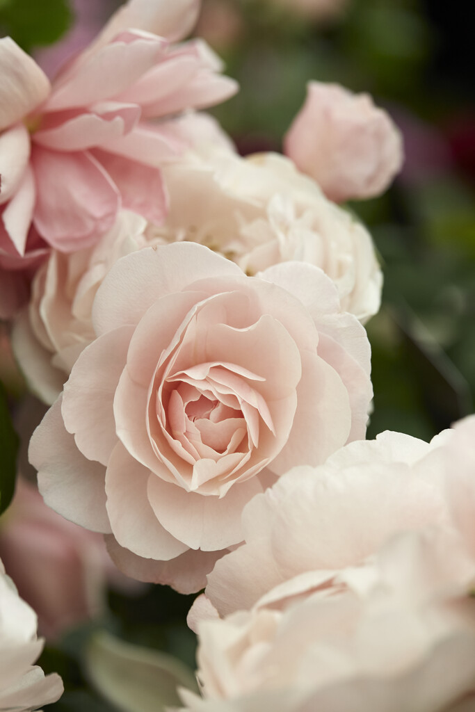 <i>Rosa</i> 'Rose Ball' (S)