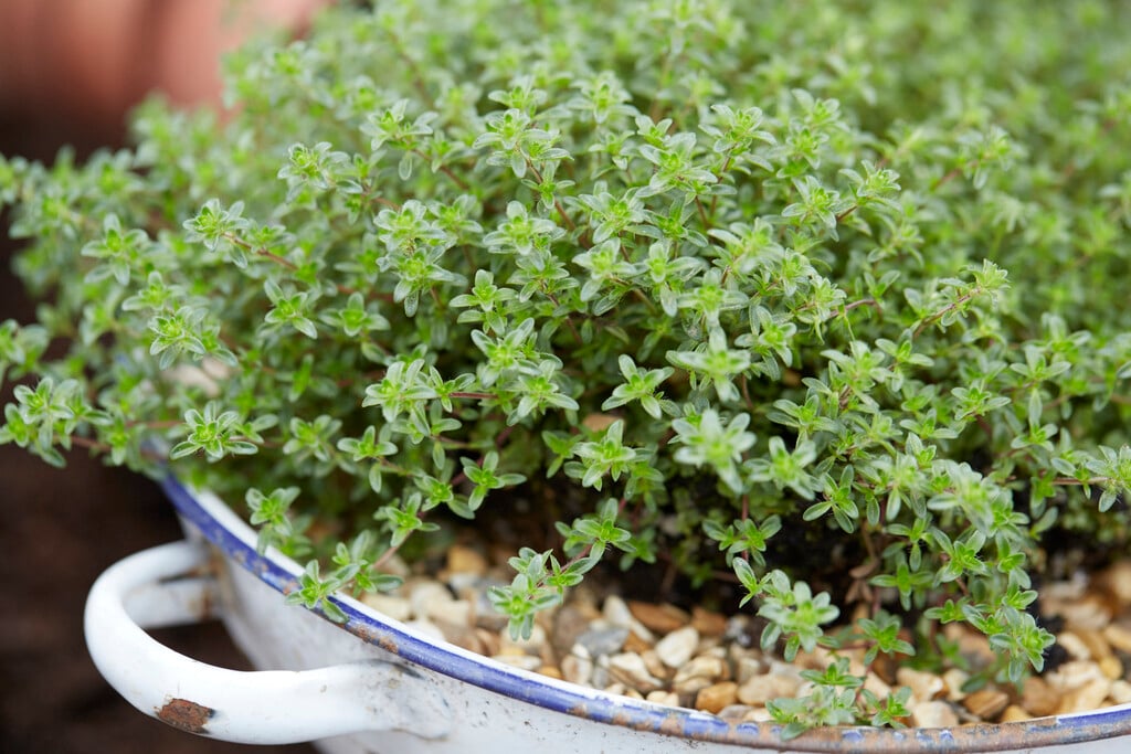 common thyme